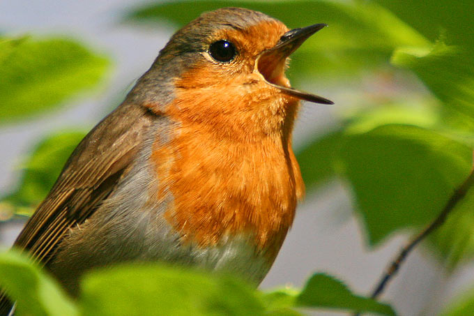 Avatar von Siebenvogel